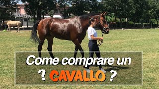Come comprare un cavallo Come scegliere quello giusto | KP |