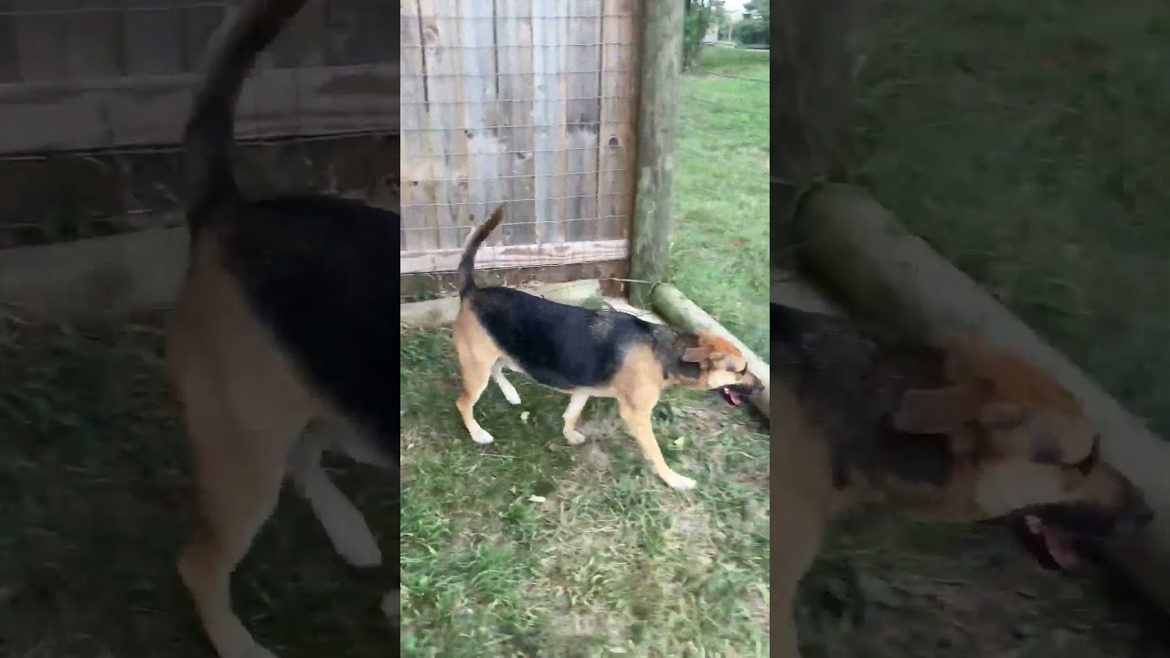 Enlarge Simba, a Adoptable mixed breed in Plain City, OH video 3/6