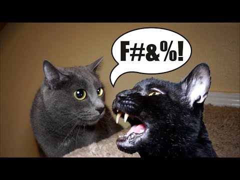 Talking Kitty Cat 60 - Homies For The Holidays