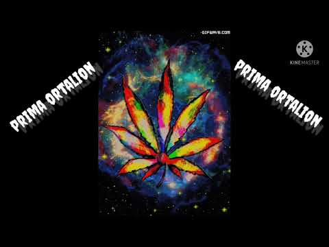 SKOCZEK ŁDZ - PRIMA ORTALION . FT . ANEK O55