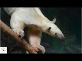 Tamandua The Lesser Anteater