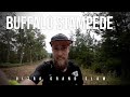 BUFFALO STAMPEDE Ultra Grand Slam
