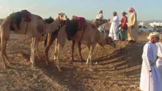 preview picture of video 'Oman Tours: Camel and Horse Race'