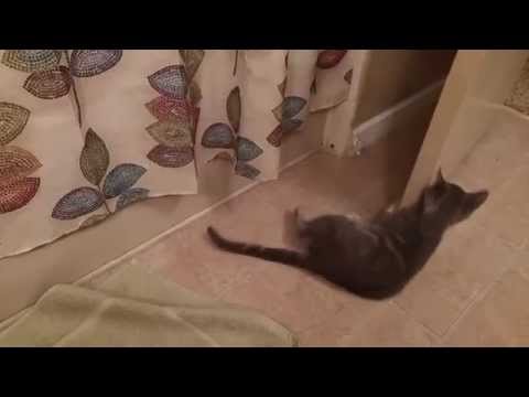Stupid cat hates his own tail