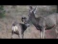 Mammals Biomes Of The Sonoran Desert