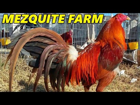 Pure Possum Sweater 20k Albany MEZQUITE FARM Jalisco Mexico