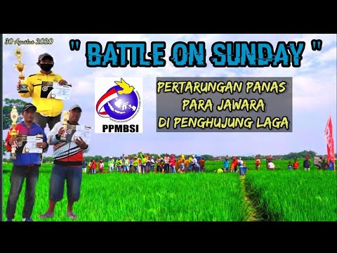 BATTLE OF SUNDAY " DUEL PANAS PARA JAWARA DI PUTARAN SEMI FINAL " LAPAK MOJOPOLO "