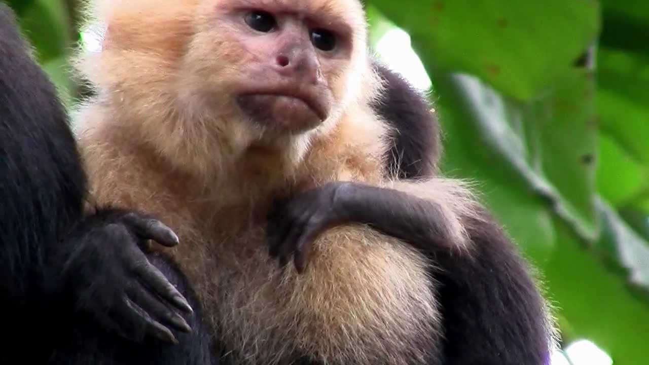 Primates- What is a Primate?