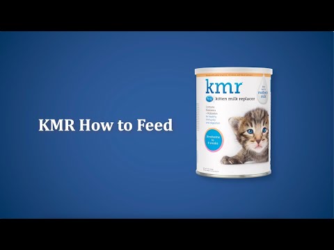 How to Feed Newborn Kittens