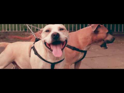 Jin Josh - Devotion (Prod. Si) | @JinJosh