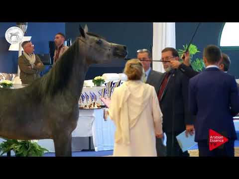 N.20 RAJA DE PIGALL - SEWC 2017 - Junior Fillies (Class 2A)