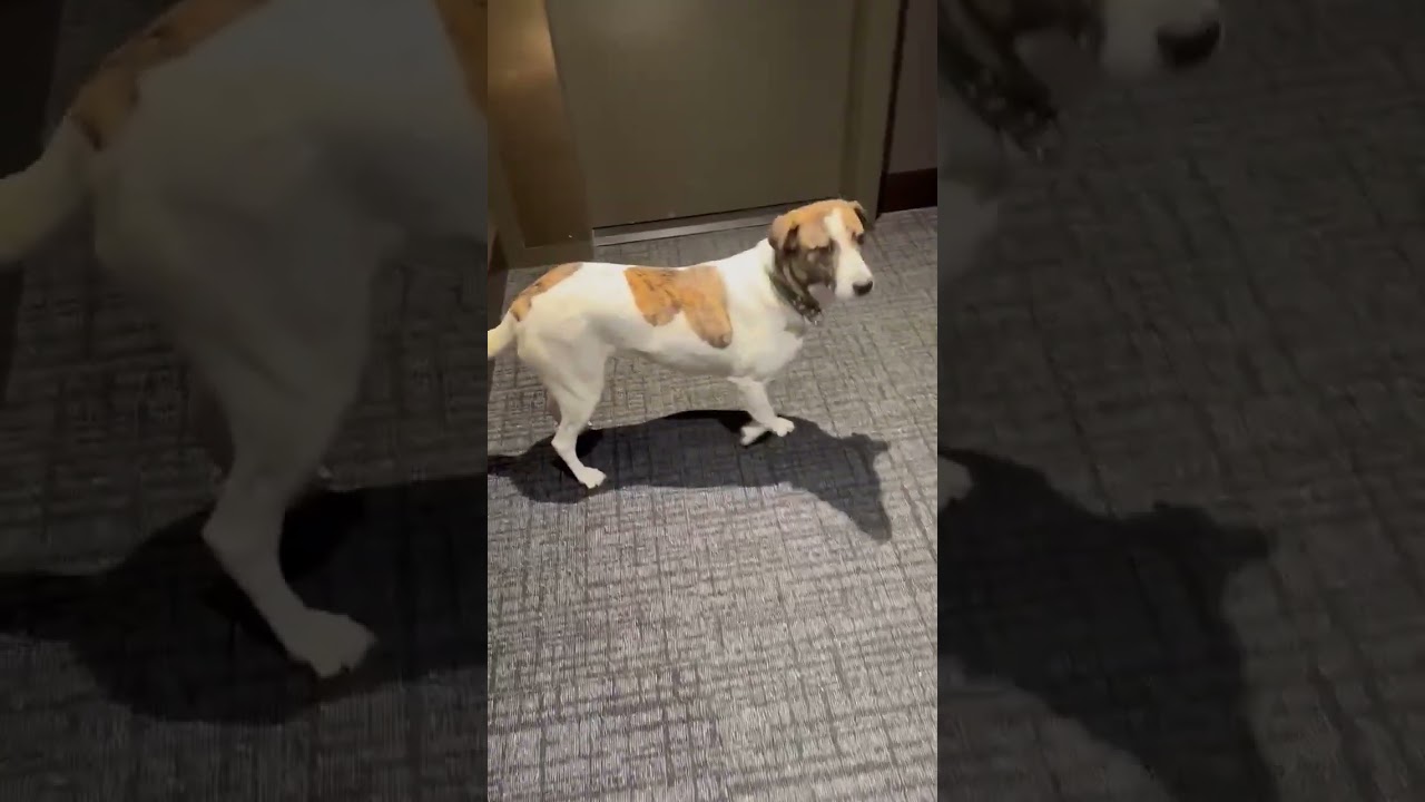 Enlarge Madison, a ADOPTABLE mixed breed in London, ON video 6/6