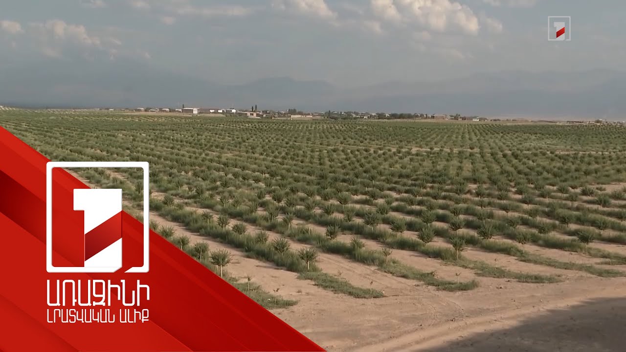 Ներդրումային ծրագրով Արմավիրի մարզում հիմնվել է 200 հա նշենու այգի՝ իր ջրավազանով