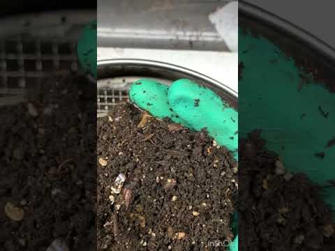 Resetting European nightcrawler breeder bins after a 21 day cycle