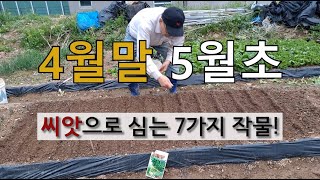 4월말 5월초 씨앗으로 씨앗으로 심는 7가지 작물! #씨앗으로 심는 작물 #텃밭에서 4월말 5월초에 심는 작…