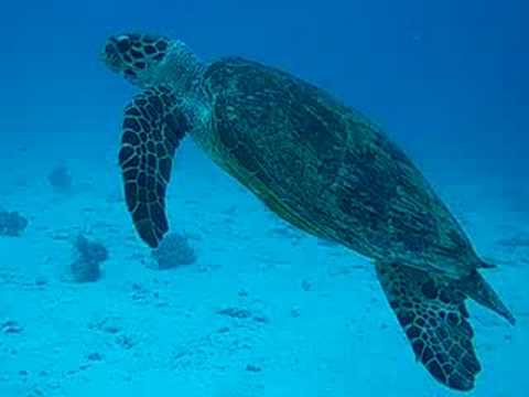Hurghada Tauchspot: Fanadir, El Fanadir (Hurghada),Ägypten