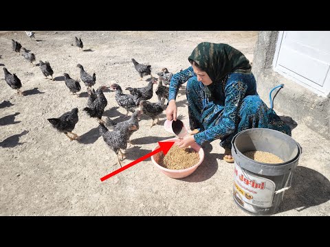 A busy and exciting day, from building the platform to cutting the kids' hair.