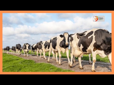 Ugonjwa wa Ngovi wasambaa miongoni mwa mifugo Nandi