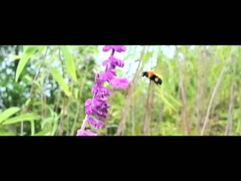 マルハナバチ　Nikon1 V1 10mm　Slow Motion動画テスト