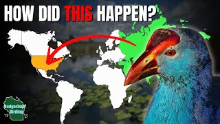5 Strange Birds That Shouldn't Be in the United States!