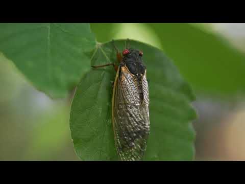 Billions of Cicadas Emerge After 17 Years Underground
