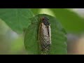 Billions of Cicadas Emerge After 17 Years Underground