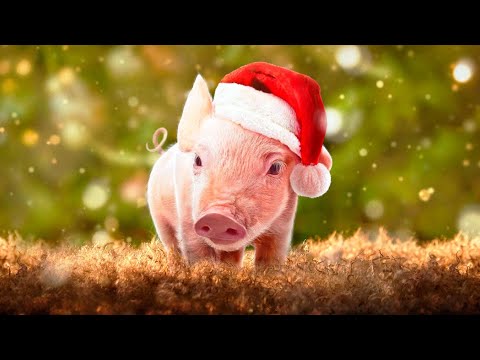 Navidad en la Granja (Trailer español)