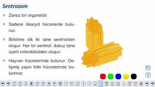 Eğitim Vadisi TYT Biyoloji 5.Föy Canlılığın Temel Birimi Hücre II (1) Sitoplazma ve Organeller Konu Anlatım Videoları