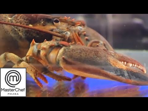 Żywe homary w kuchni MasterChefa! | MasterChef Polska