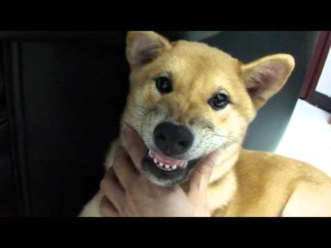 滷蛋飯後檢查牙齒(原發表者:lalahuang1)(影片)