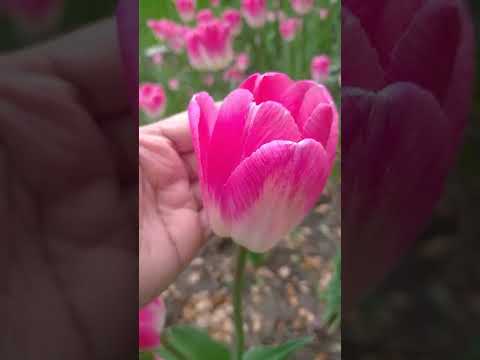 Spring season Moscow Russia