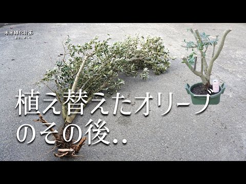 olivier-pot-intérieur-décoration-originale-chic