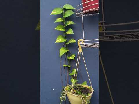 Crescimento da Trepadeira