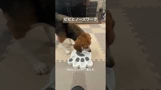 ビビとノーズワーク#ビーグル #犬との暮らし #ビビチャンネル