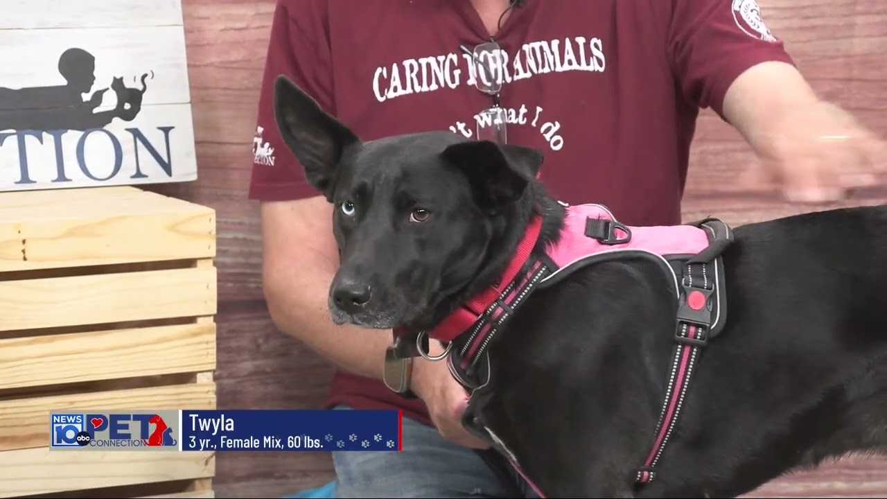 Twyla, a Adoptable Mixed Breed in Rensselaer, NY video 5/5