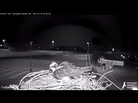 Iris Lays Egg #3 In Hellgate Osprey Nest – May 19, 2021
