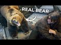 The Art of Bear Acting DEFAULT Thumbnail