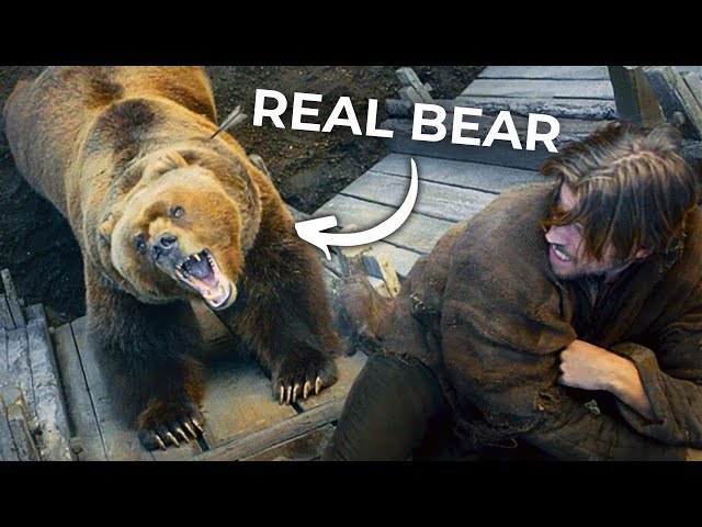 The Art of Bear Acting SDDEFAULT Thumbnail