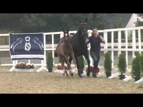 Hf v Danciano x Sandro Hit x De Niro