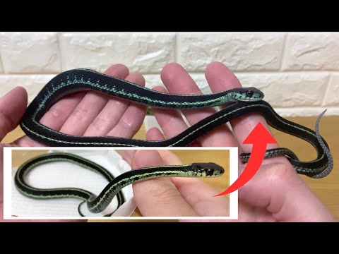 ガータースネークについて詳しく解説