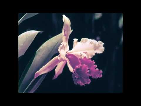 Who Sees You (My Bloody Valentine cover)