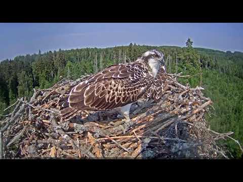 Kalakotkas2    The first chick flew!    2021 07 13 14 38 01