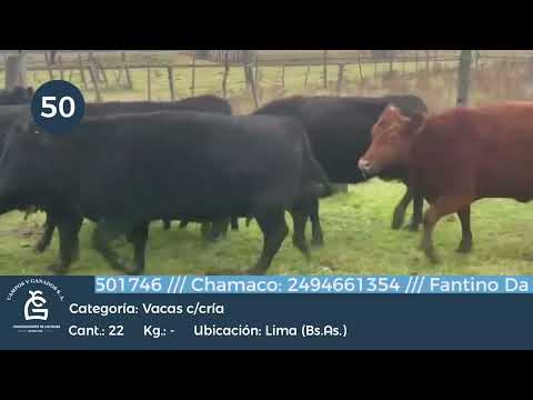 Lote VC C/CRIA -  Lima Bs As