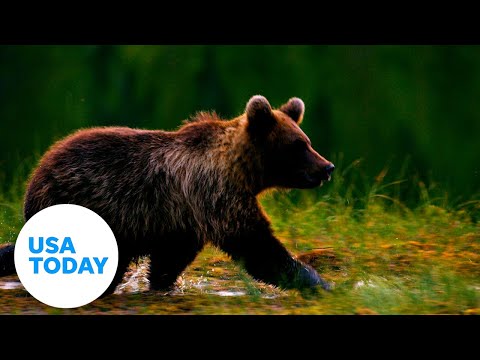 Bear safety : 4 tips to know before traveling into bear country | USA TODAY