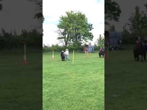 Winning at the show