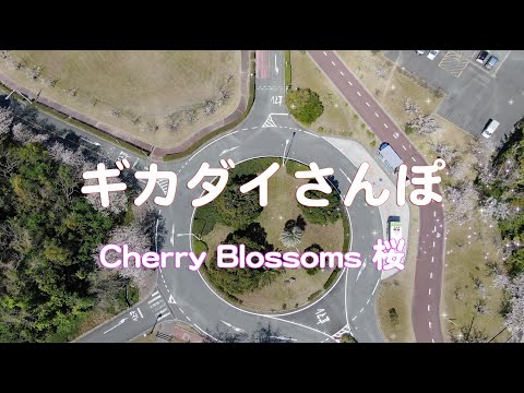 ギカダイさんぽ　～桜～