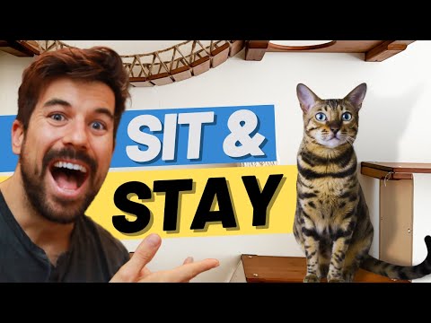 Teach Cat to SIT and STAY with Clicker Training