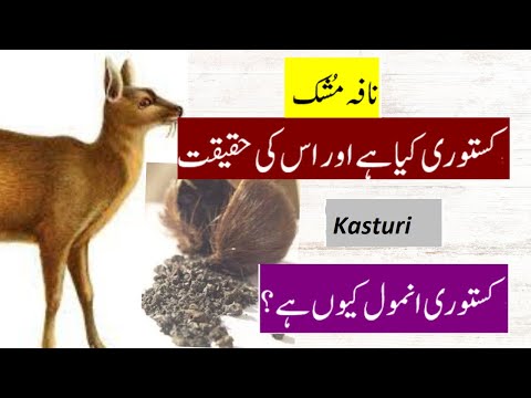 What is Kasturi? | Kasturi Ki Pechan | Musk Deer Kasturi |کستوری کیا ہے ؔاصل کستوری کی پہچاں ۔ ؔ
