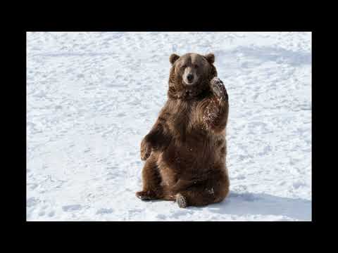 Dubamine - Helloefah