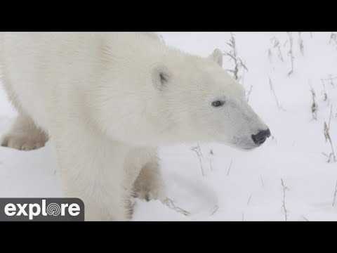 Churchill Polar Bear Cam